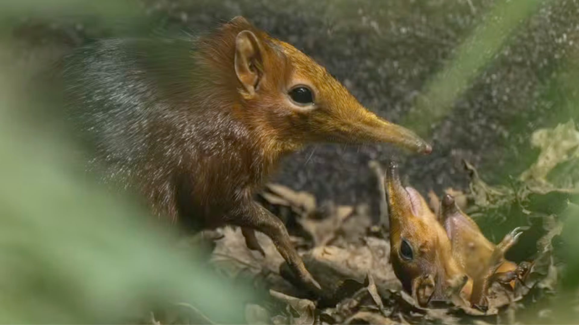 Dos crías de musaraña elefante nacieron en Inglaterra. Es el primer caso en el país y aporta al estudio de este singular mamífero.