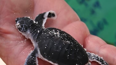 Estudio revela cómo viven las tortugas verdes juveniles en el Pacífico de Costa Rica