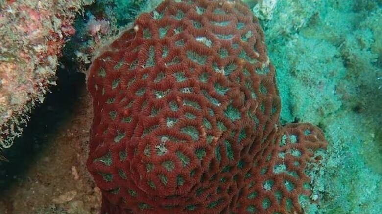 Coral