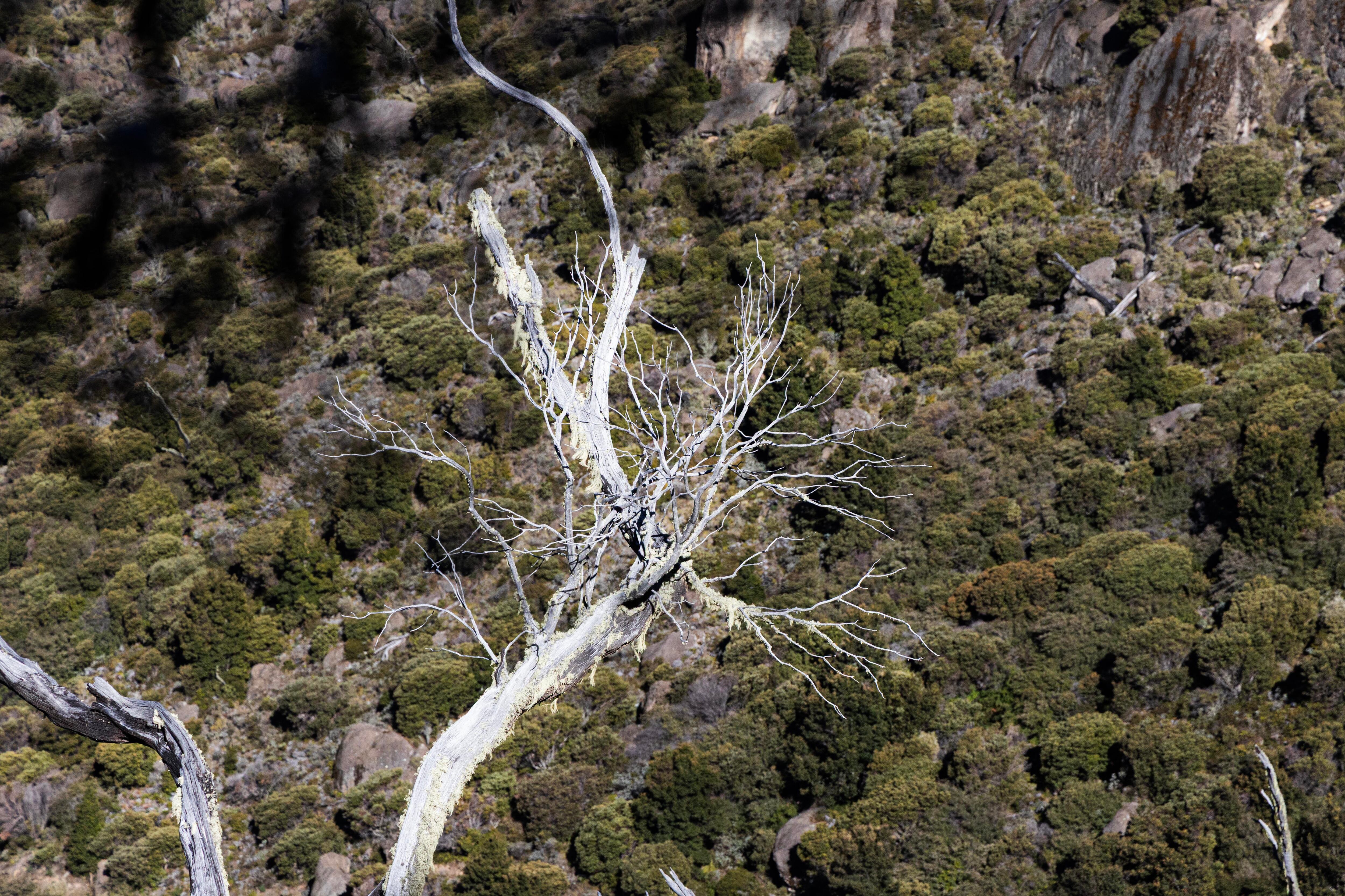 Parque Nacional Chirripo 50 años
