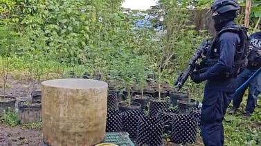 Allanan finca por presunta plantación de marihuana en Peñas Blancas de San Ramón