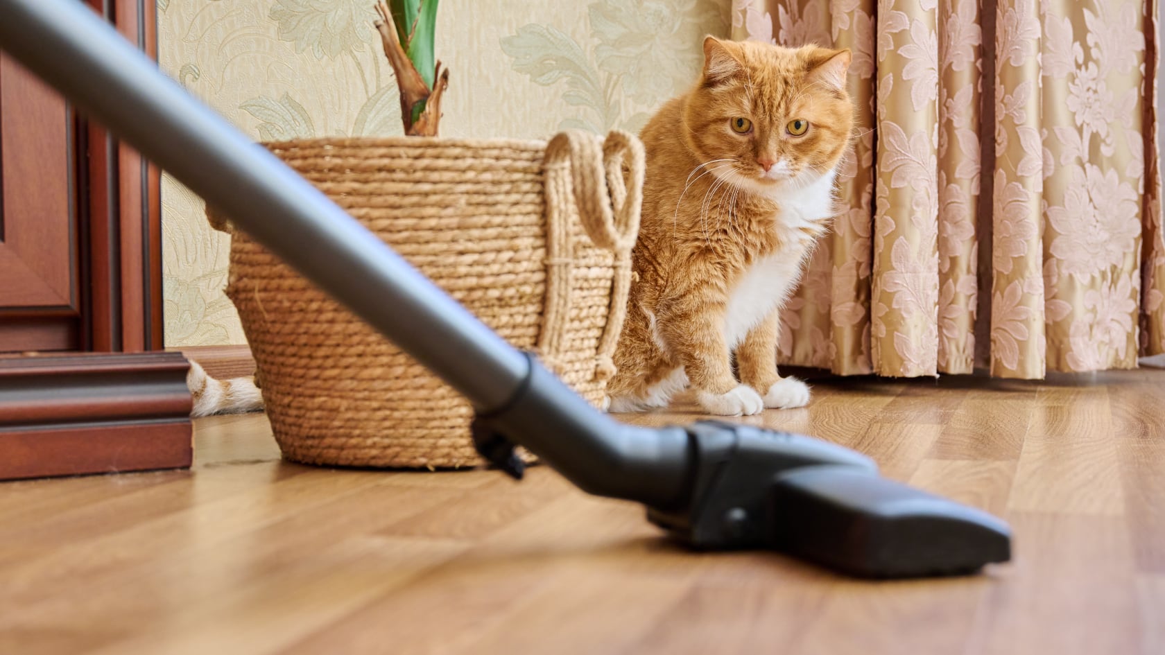 Claves para retirar olor a orina de gato y mantener un ambiente limpio y ventilado en su hogar.