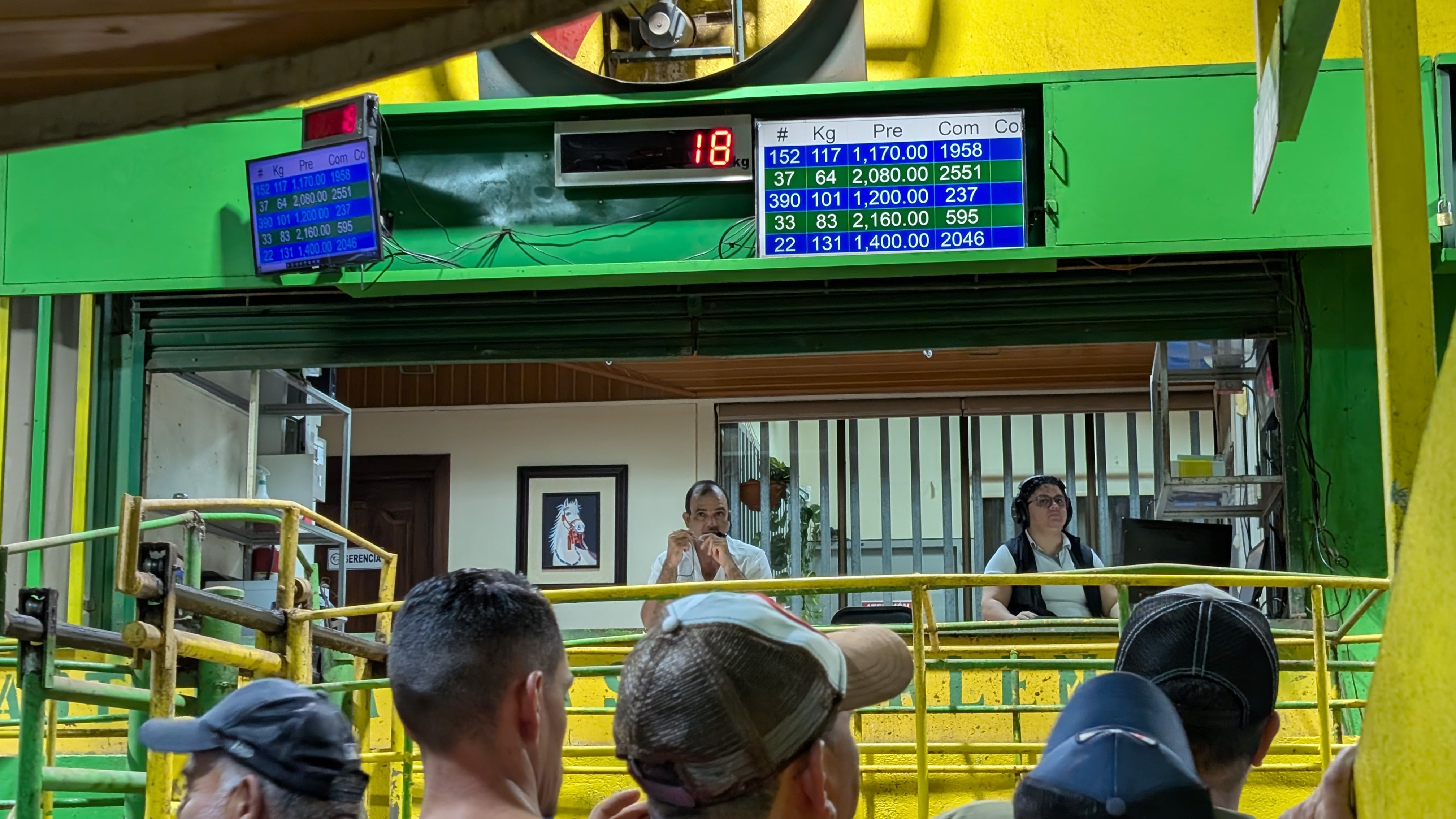 Un martes lluvioso, el fuerte olor a cuero y ganado se sobrepone al leve aroma a desayuno tradicional. Camiones abarrotados hacen fila para descargar cientos de reses que apuñadas, mugen, patean y resoplan. Fornidos sujetos se saludan efusivamente, casi todos con botas vaqueras, sombrero, jeans, cuchilla en el cinturón y camisas de cuadros. La cuenta regresiva está en marcha, con disciplina militar, a las 8 a. m. en punto todos se sientan en las butacas y se enciende un micrófono: “Bienvenidos a la subasta ganadera sancarleña. ¡Comenzamos!”.