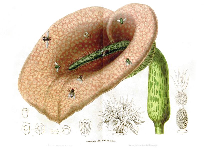 Ilustración científica de la flor "Helicodiceros muscivors".