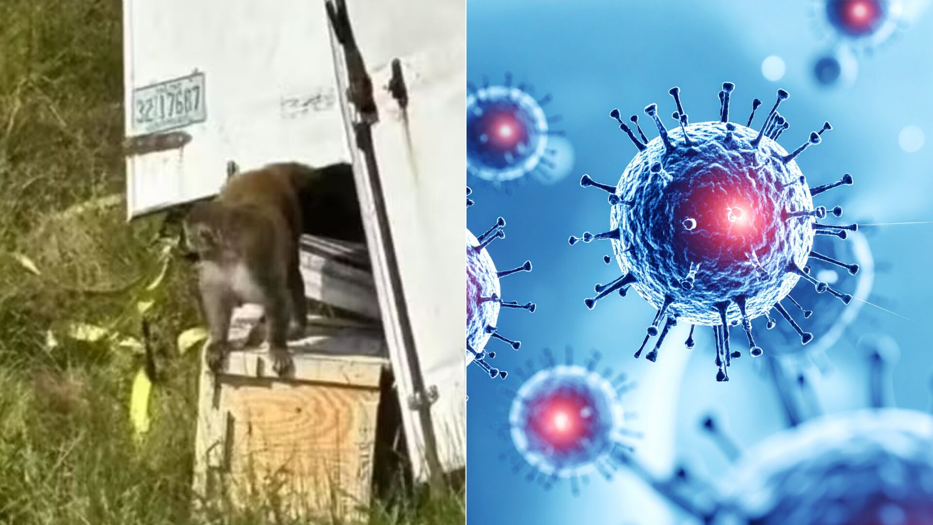 Tras un accidente vial, un mono enfermo escapó en Mississippi y provocó una alerta por riesgo sanitario en Estados Unidos.