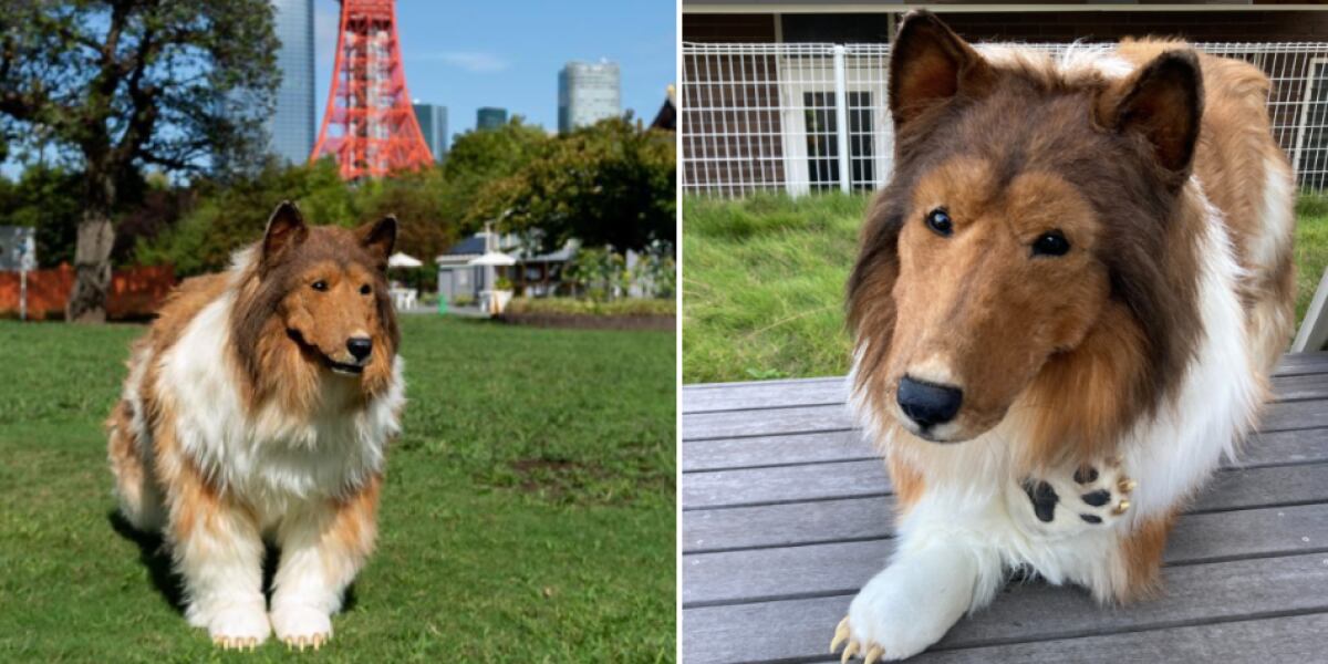 Toco tiene más 65 mil seguidores en su canal de YouTube llamado: ‘Quiero ser un animal’.