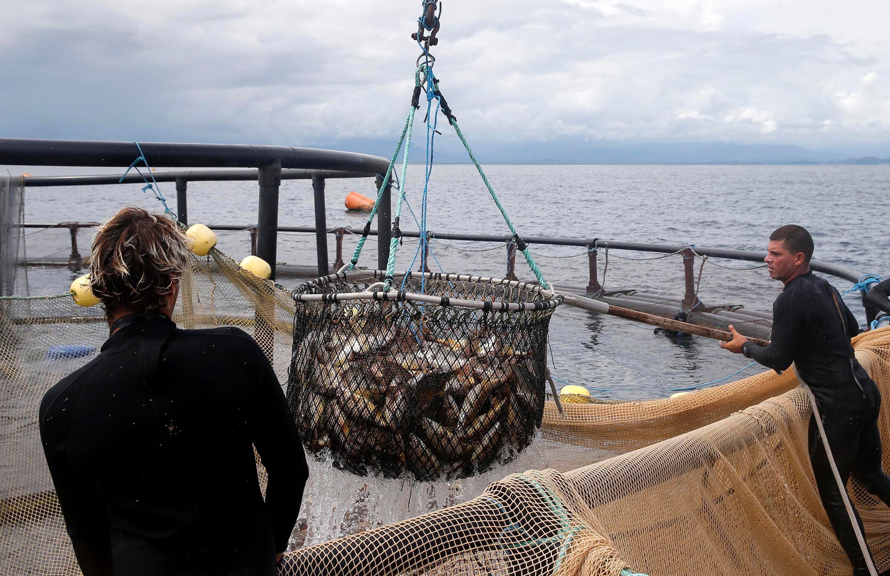 Dos trabajadores de Aqua Alimentos S.A. recolectando pargo de cultivo en una jaula flotante en el Golfo de Nicoya, Costa Rica, con un paisaje marino al fondo.