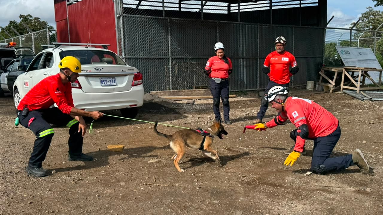 Nueve perros de rescate y sus guías dedican intensas jornadas de práctica en Heredia para atender búsquedas y desastres en todo el país.