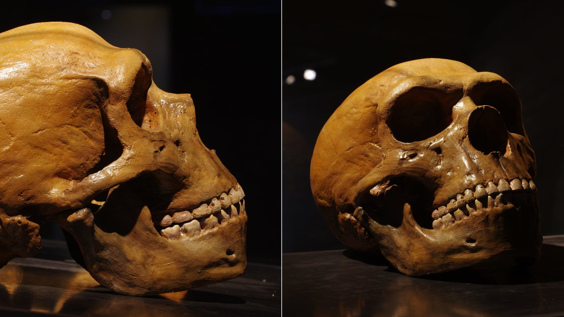 Científicos identificaron una región del ADN neandertal que activó con más fuerza un gen clave en la formación de la mandíbula.