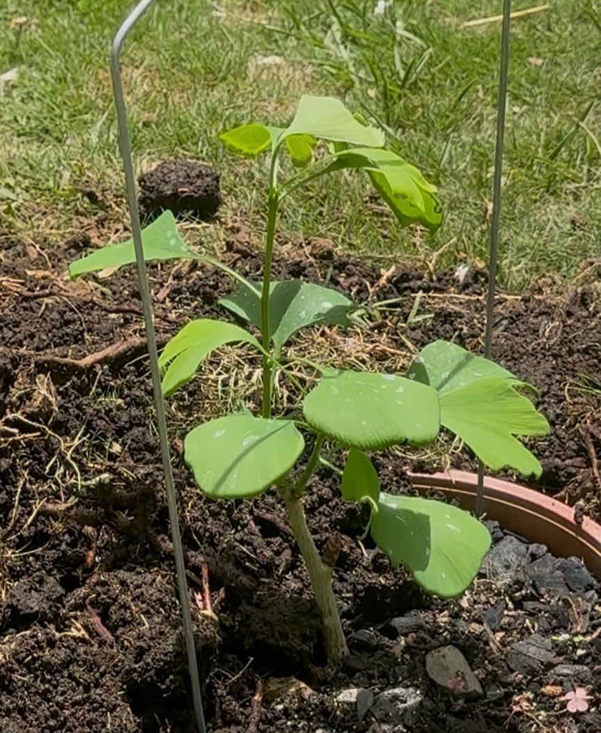 Plantación de arboles sobrevivientes a la bomba de Hiroshima
