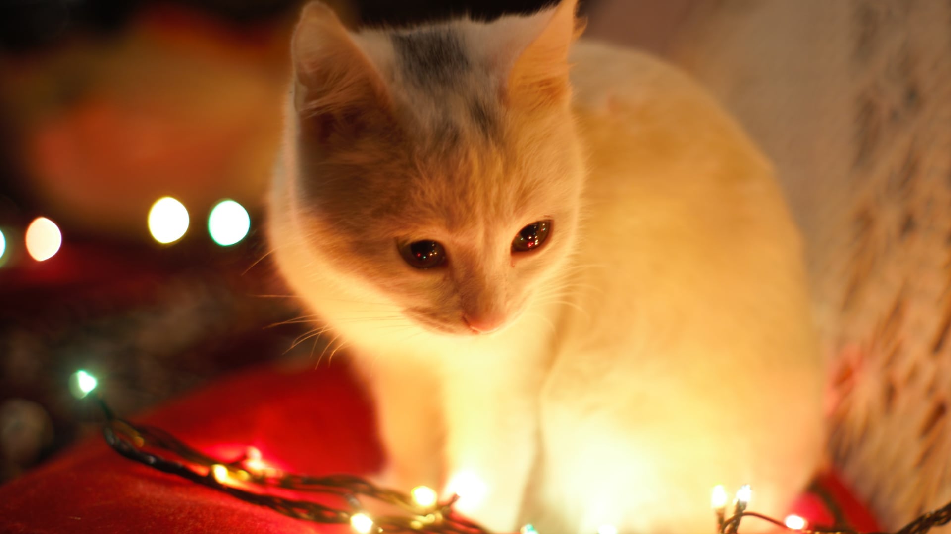 Acondicionar un espacio seguro, con objetos familiares y música relajante, ayuda a reducir el impacto del ruido en las mascotas.
