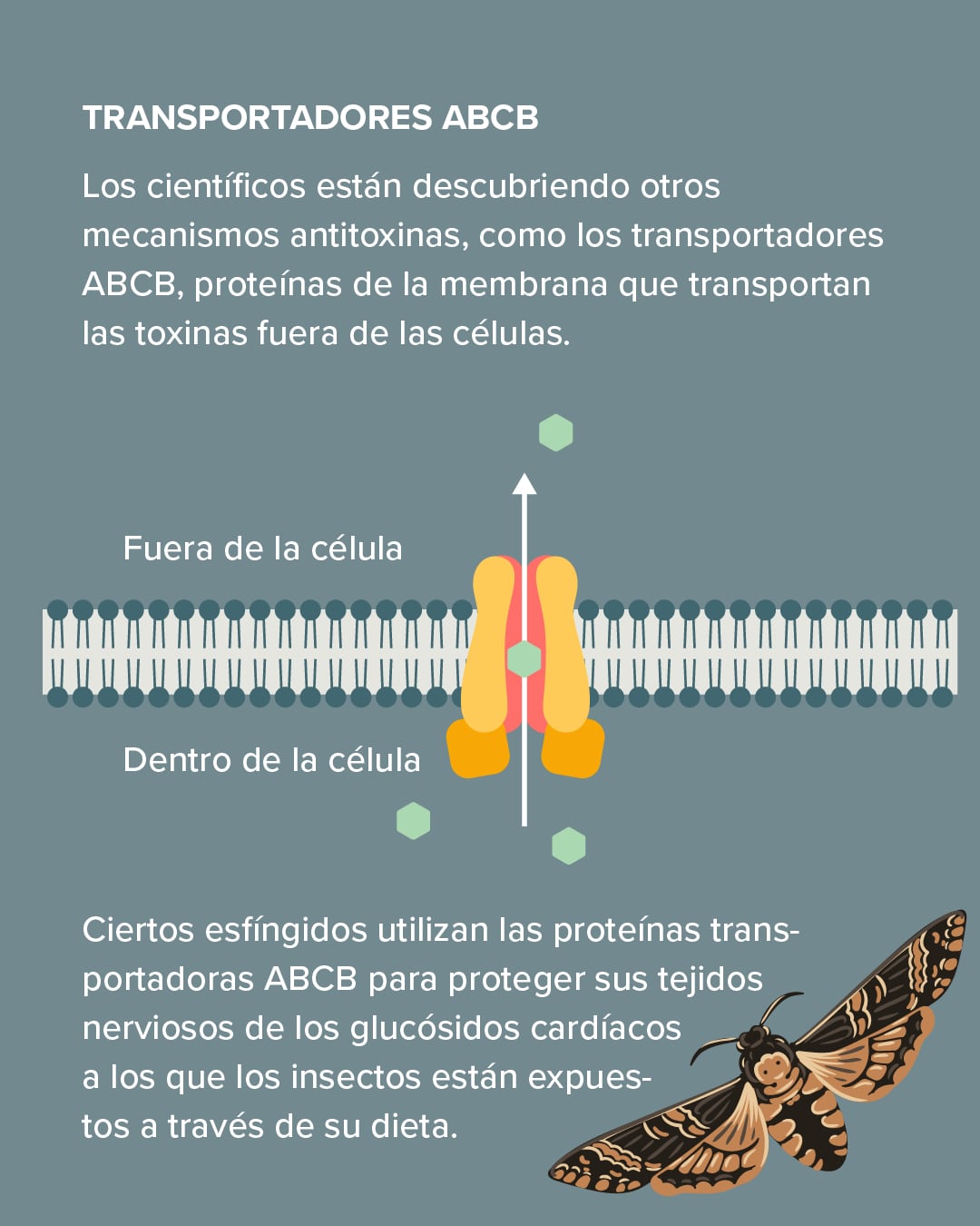 Explicación de la inmunidad al veneno en los animales.
