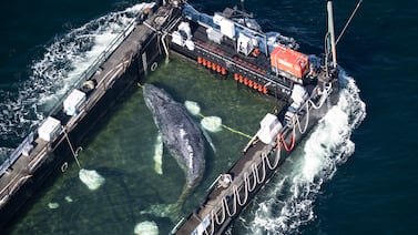 Hallan muerta a ‘Timmy’, la ballena jorobada rescatada semanas atrás en Alemania