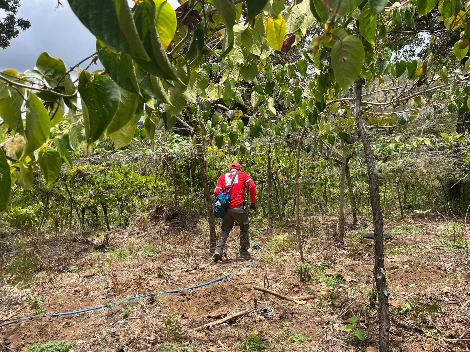 Cruz Roja busca a menor desaparecido en Dota.