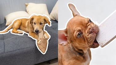 Por qué su perro no deja de morder las cosas (y qué puede hacer para cambiar esa conducta)