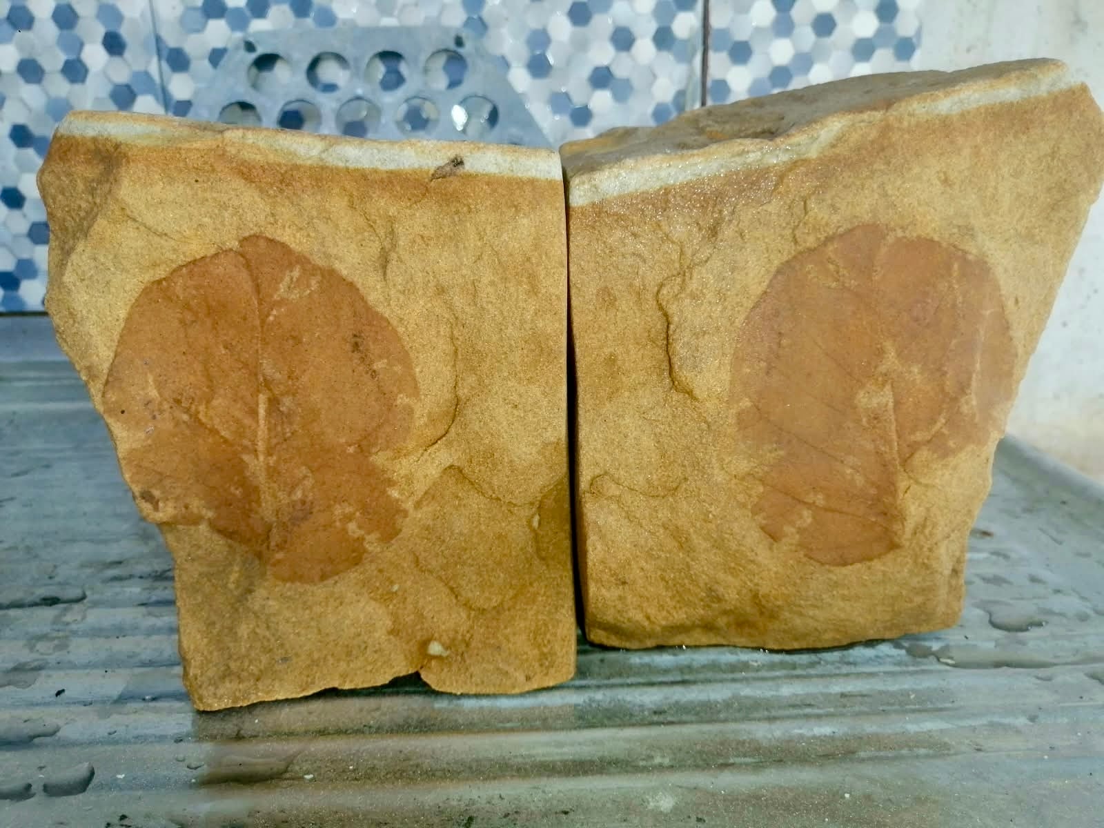 Fósil de hoja en mollejón