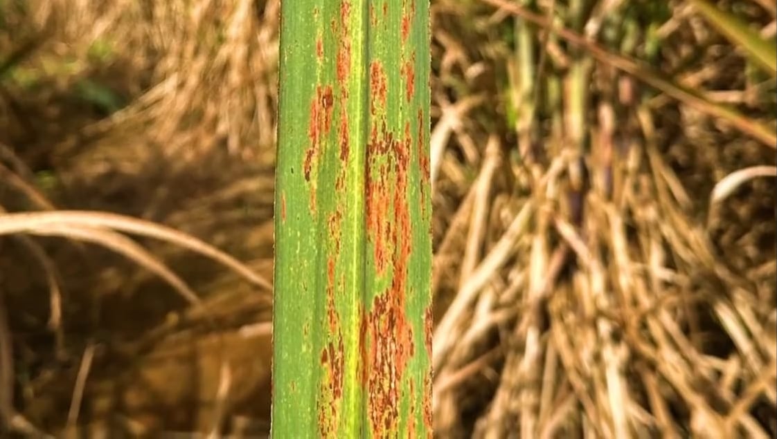 La roya naranja afecta el rendimiento en la producción de caña de azúcar. La afectación se concentra en Pérez Zeledón y Buenos Aires.