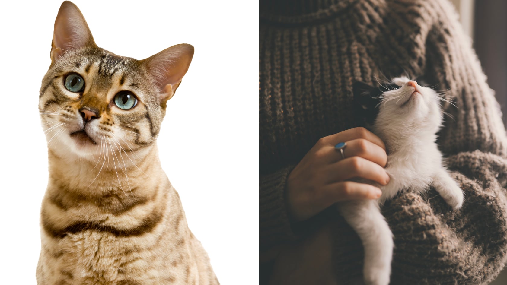 La voz aguda y emocional ayuda a que los gatos respondan más. La ciencia respalda esta forma de comunicación con felinos.