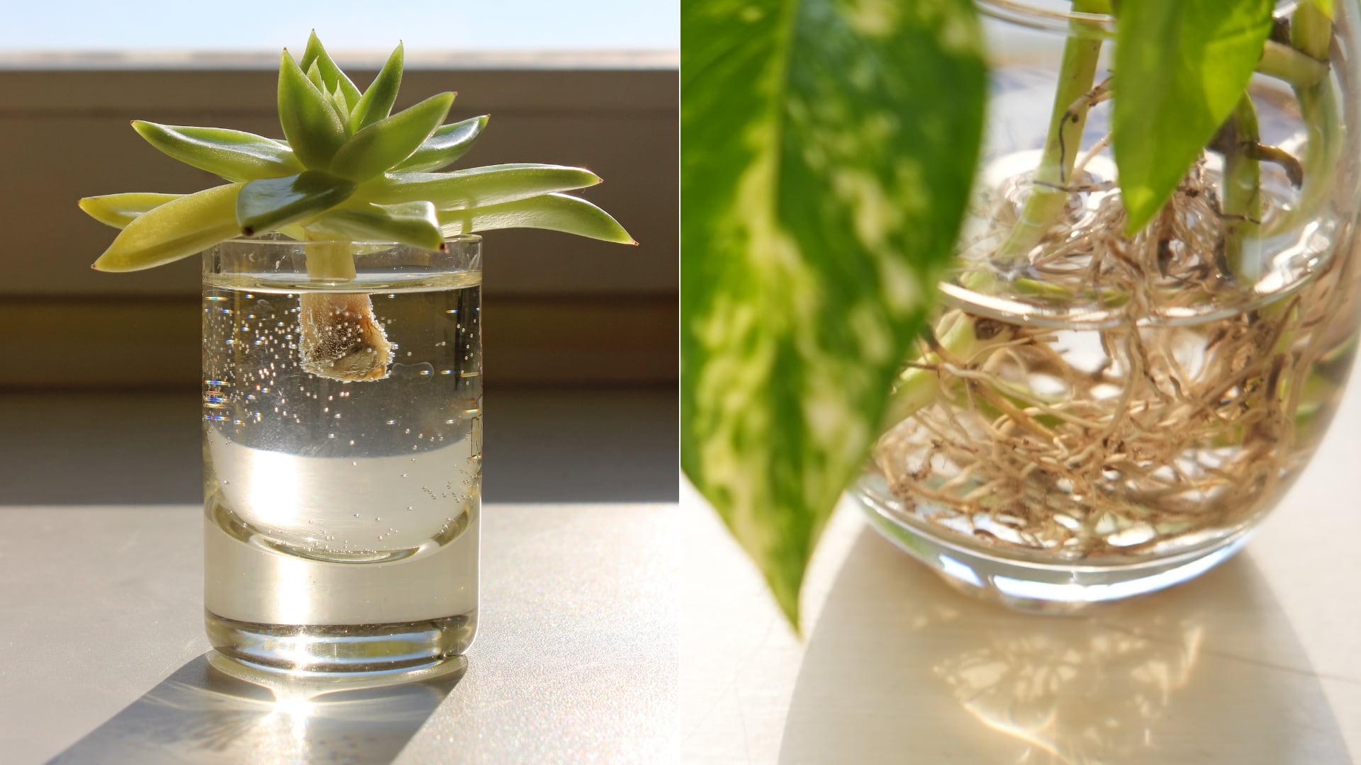 Cultivar plantas en agua es una alternativa práctica. Bambú, potos y filodendro destacan por su resistencia y uso decorativo.