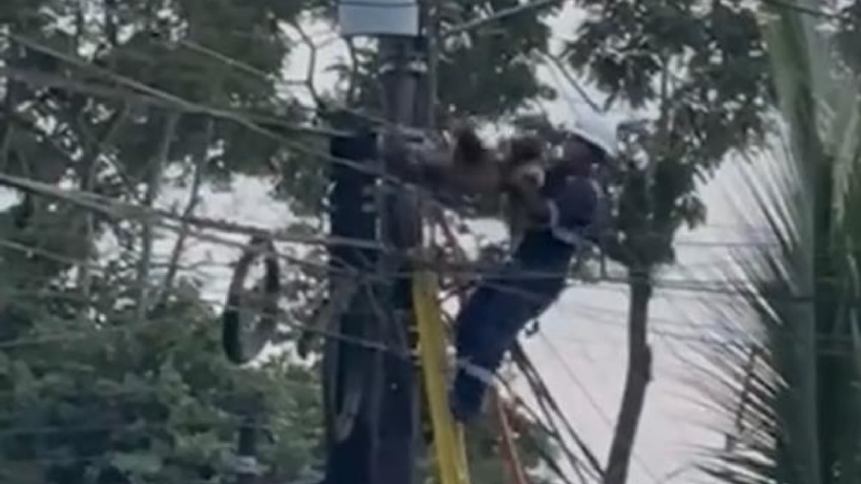 Un trabajador manipuló al perezoso que se encontraba en un poste del tendido eléctrico y lo lanzó hacia el suelo.
