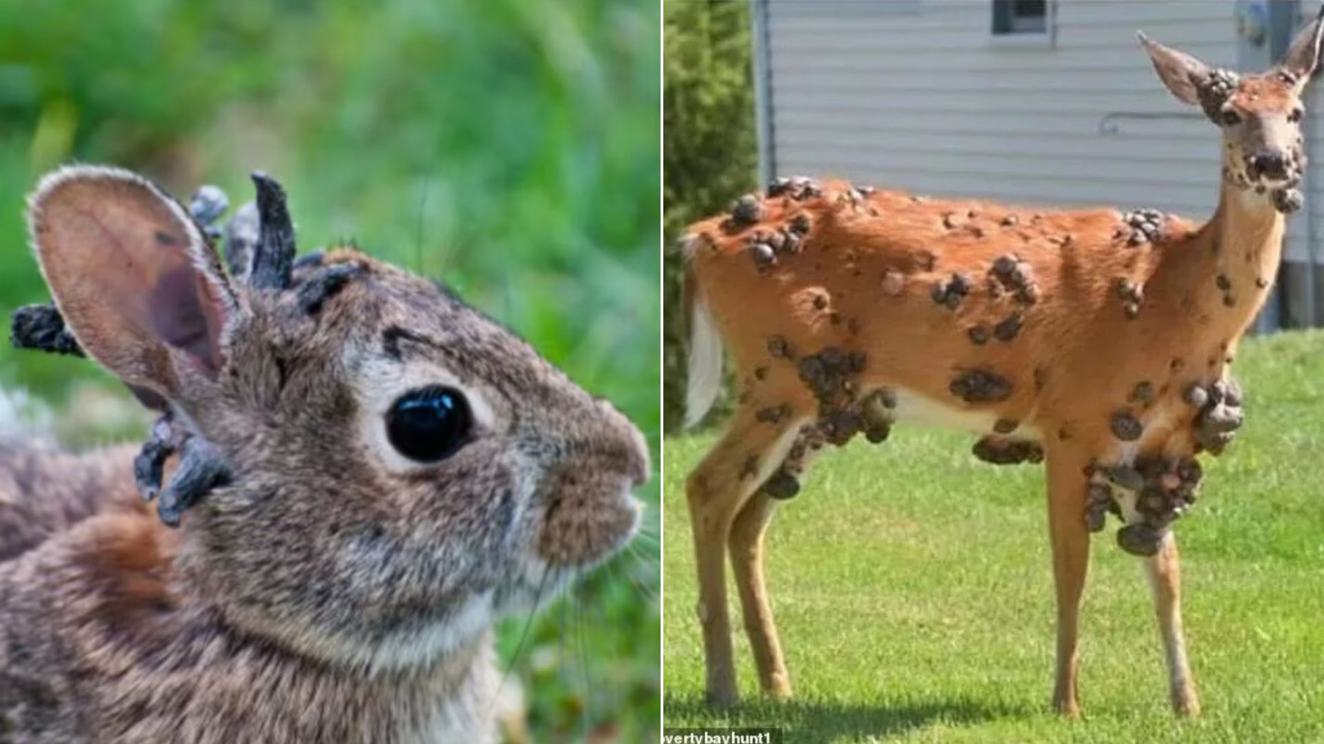 Animales salvajes en EE. UU. presentan deformaciones virales; especialistas alertan por el aumento de casos en época de calor.