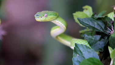 Emergencia en Patarrá: serpiente lora muerde a niña de 5 años trasladada en condición urgente