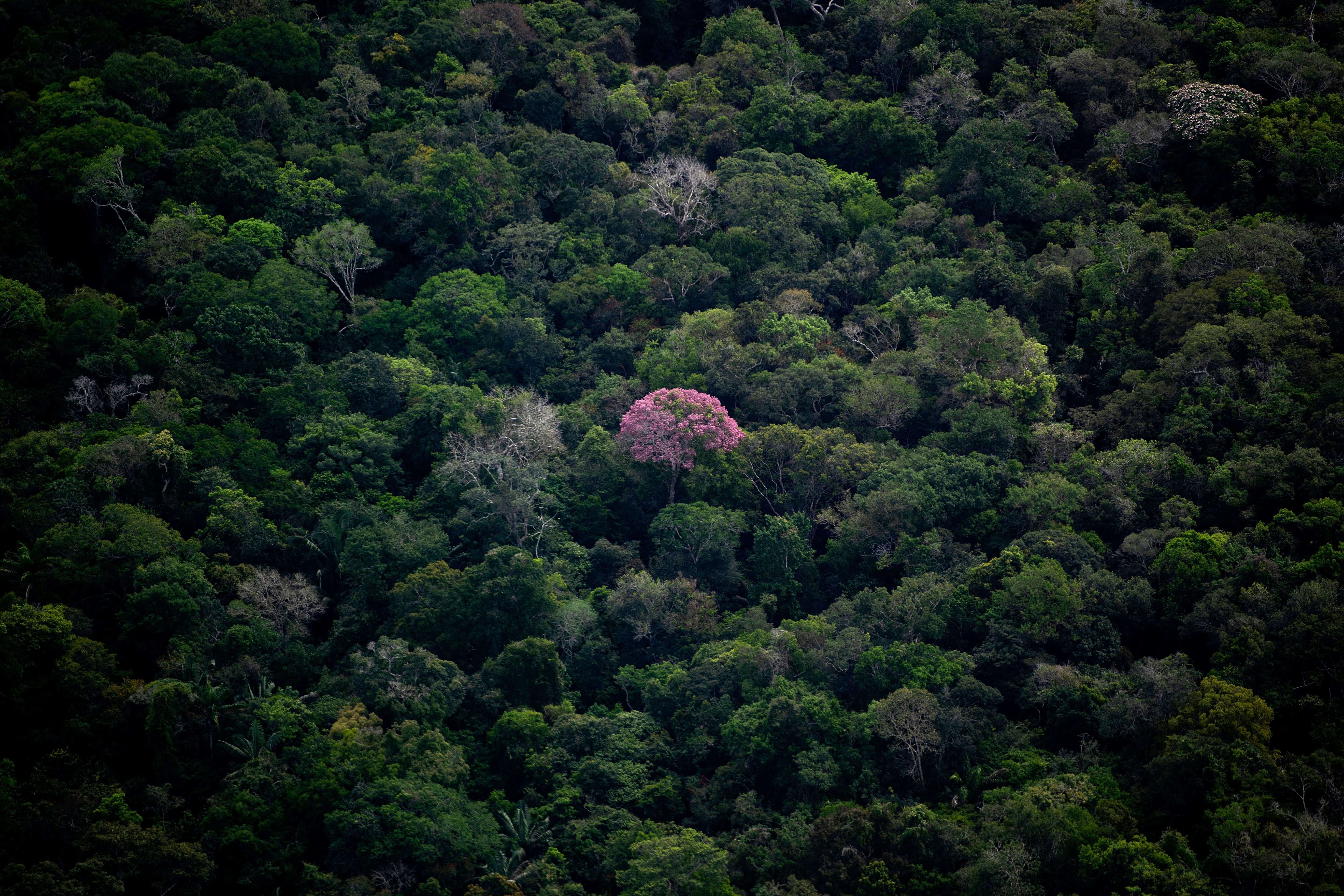 Aerial view showing a tree with pink foliage sticking out in the Amazon rainforest, seen during a flight between Manaus and Manicore, in Amazonas State, Brazil, on June 6, 2022. The way for man's lust over the Amazonian richness is open at the "non-destined public forests" of Brazil, a non-regulated immense area where land invaders, miners and illegal loggers camp freely. (Photo by Mauro PIMENTEL / AFP)