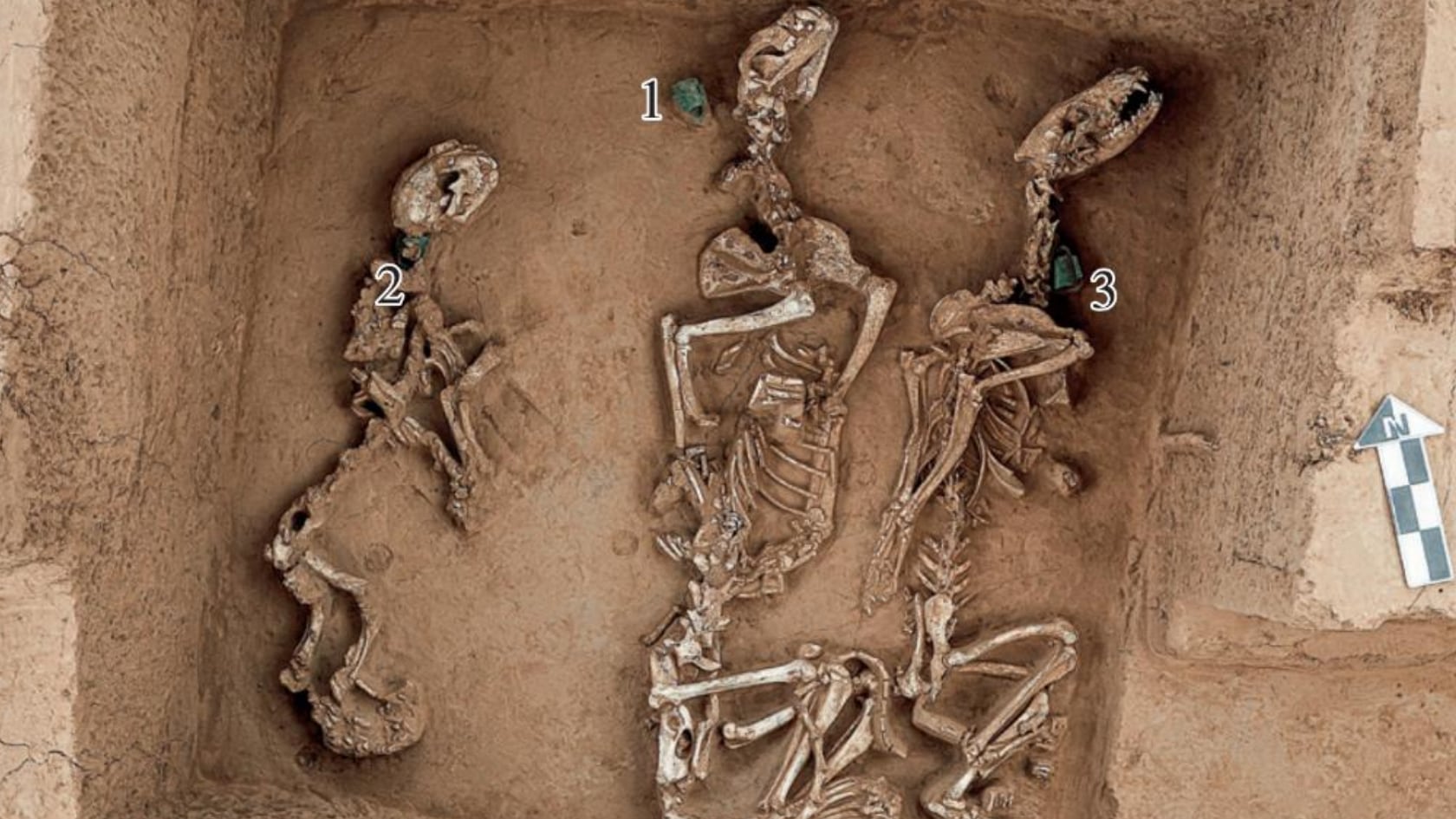 Excavaciones en Anyang revelan fosas con animales salvajes y campanas de bronce, lo que apunta a un sistema organizado de manejo de fauna por la élite Shang.