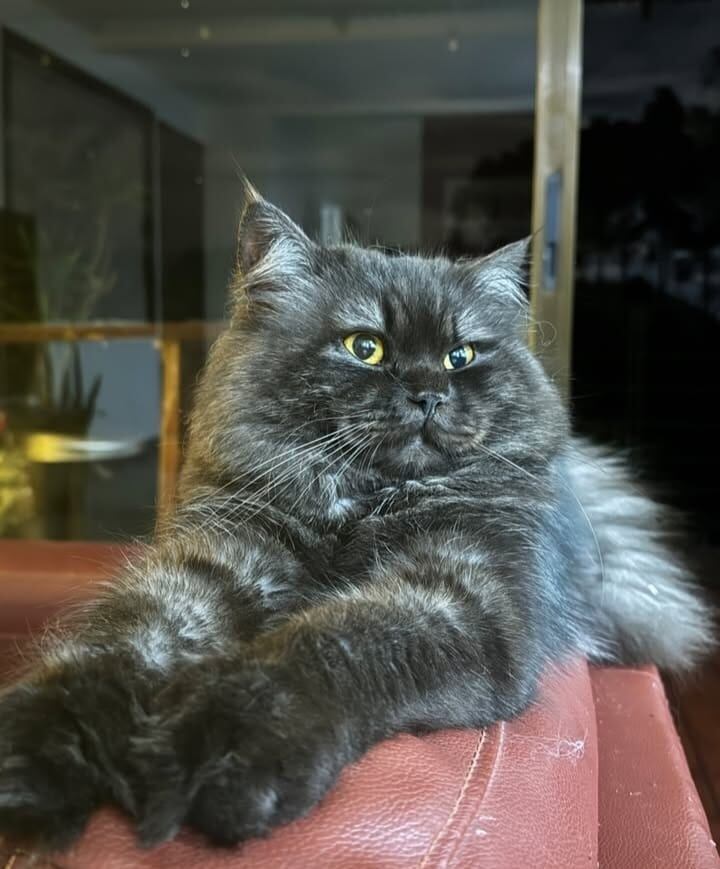 Giro, el gato de Paola Chacón