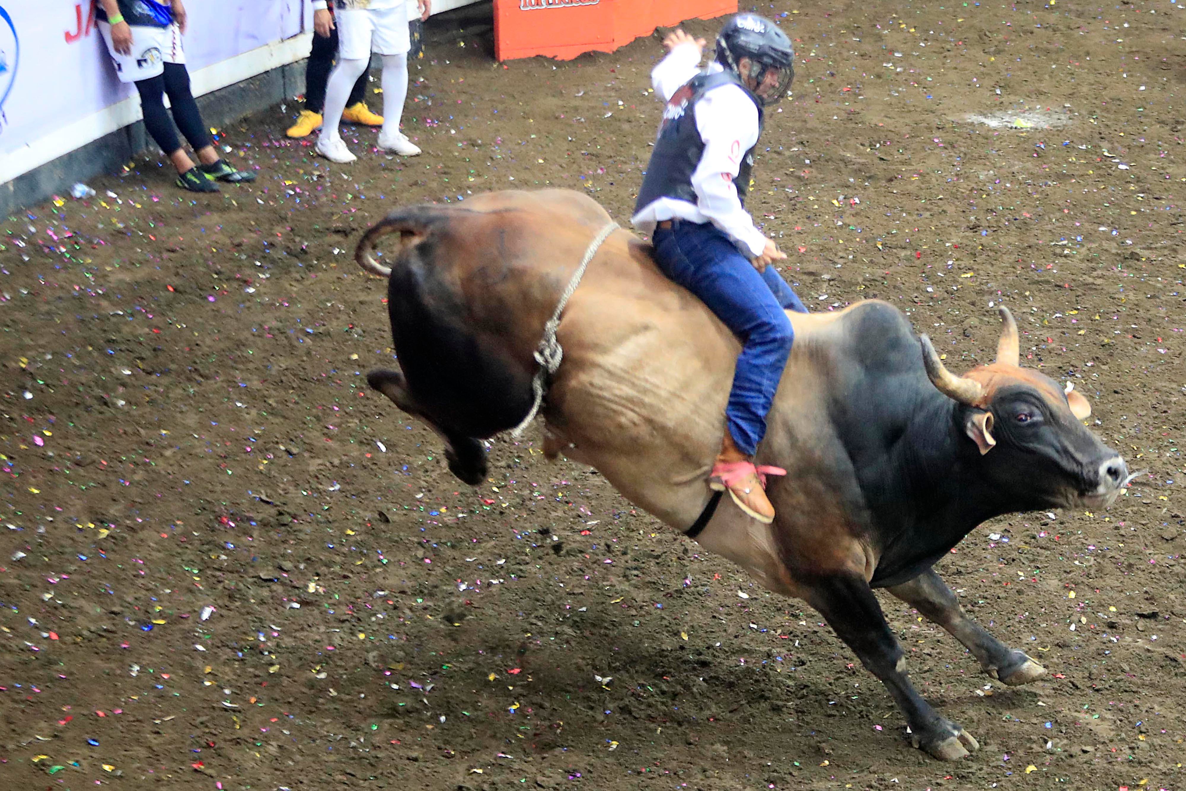 Imágenes de corridas de toros. En una un montador sobre un toro de color café con negro, otra de un torero improvisando huyendo de un toro. La última imagen es de Carlos Álvarez con Andrés Zamora, presentadores de las corridas de toros de Teletica y Repretel.
