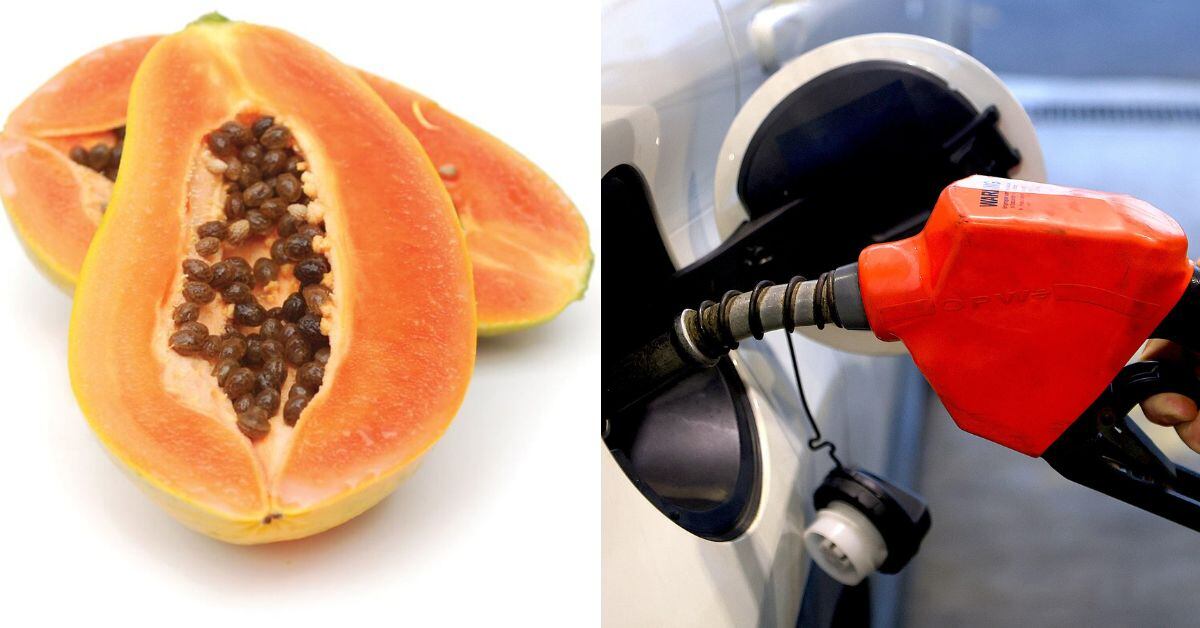 En la imagen una papaya y gasolina