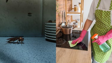 5 trucos caseros para eliminar cucarachas de la cocina y evitar una invasión en su hogar