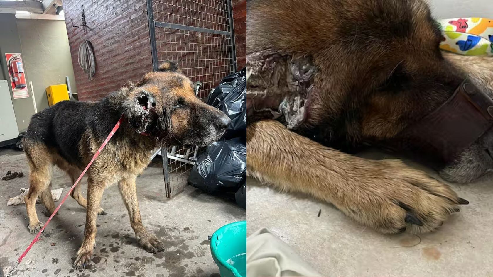 Rodrigo De Paul tiene 9 años, fue abandonado con una infección grave y hoy espera una familia