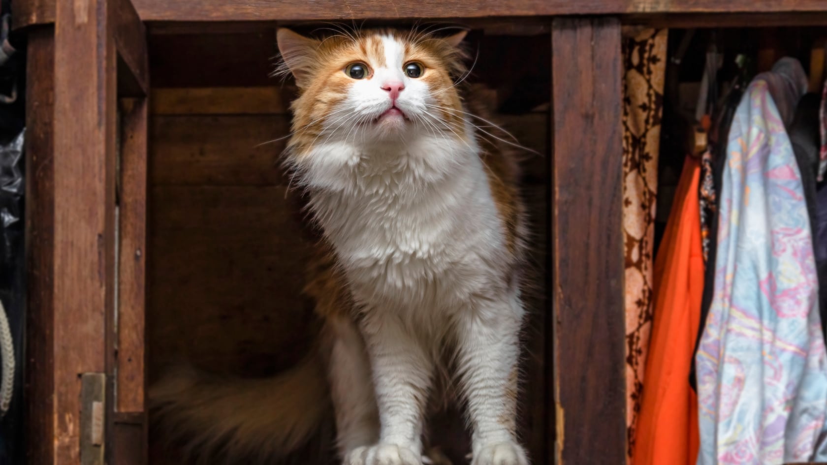 La evolución dotó a los gatos de una anatomía que les permite caber en casi cualquier lugar para sobrevivir y cazar mejor.