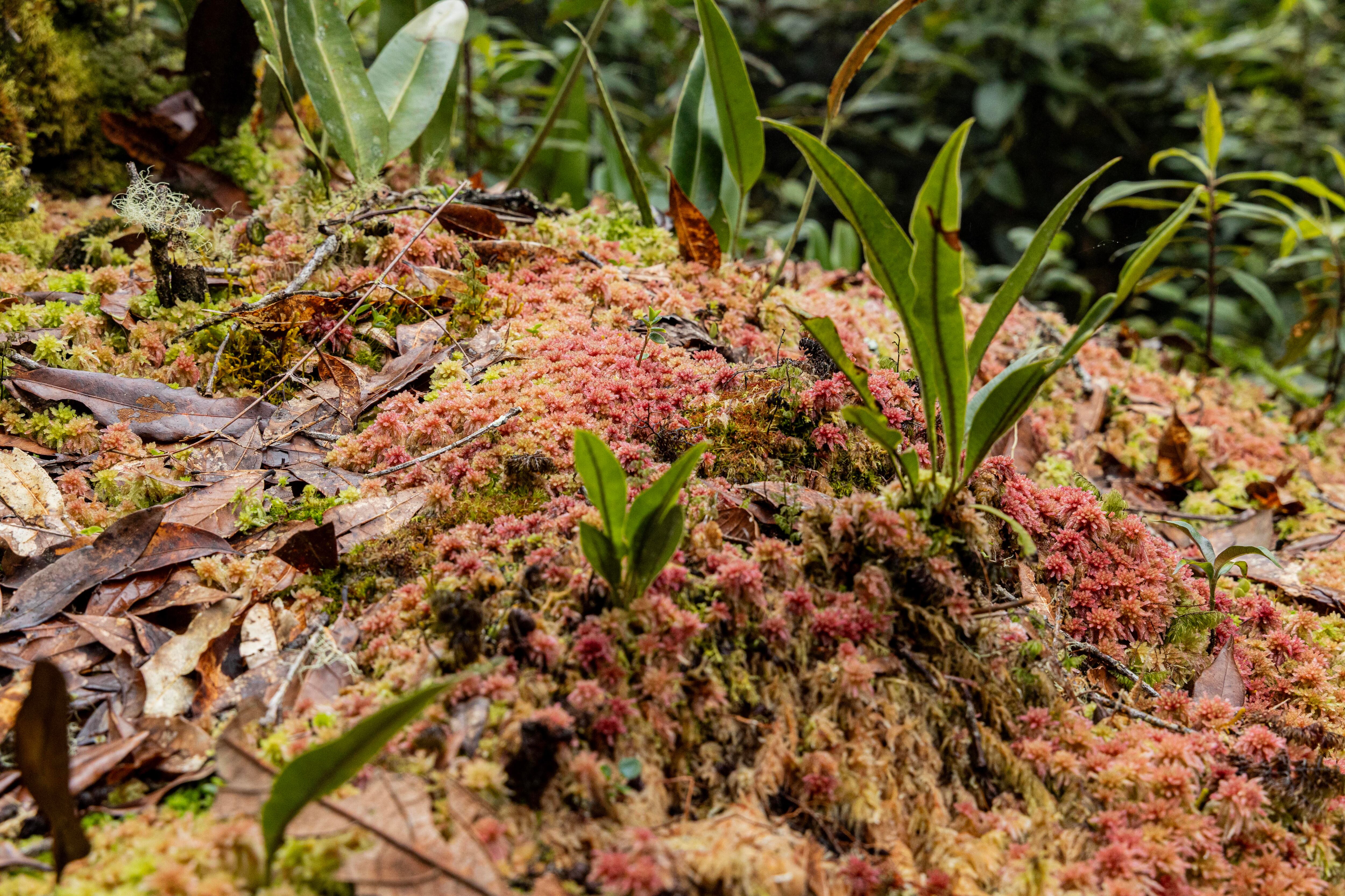 Parque Nacional Chirripo 50 años