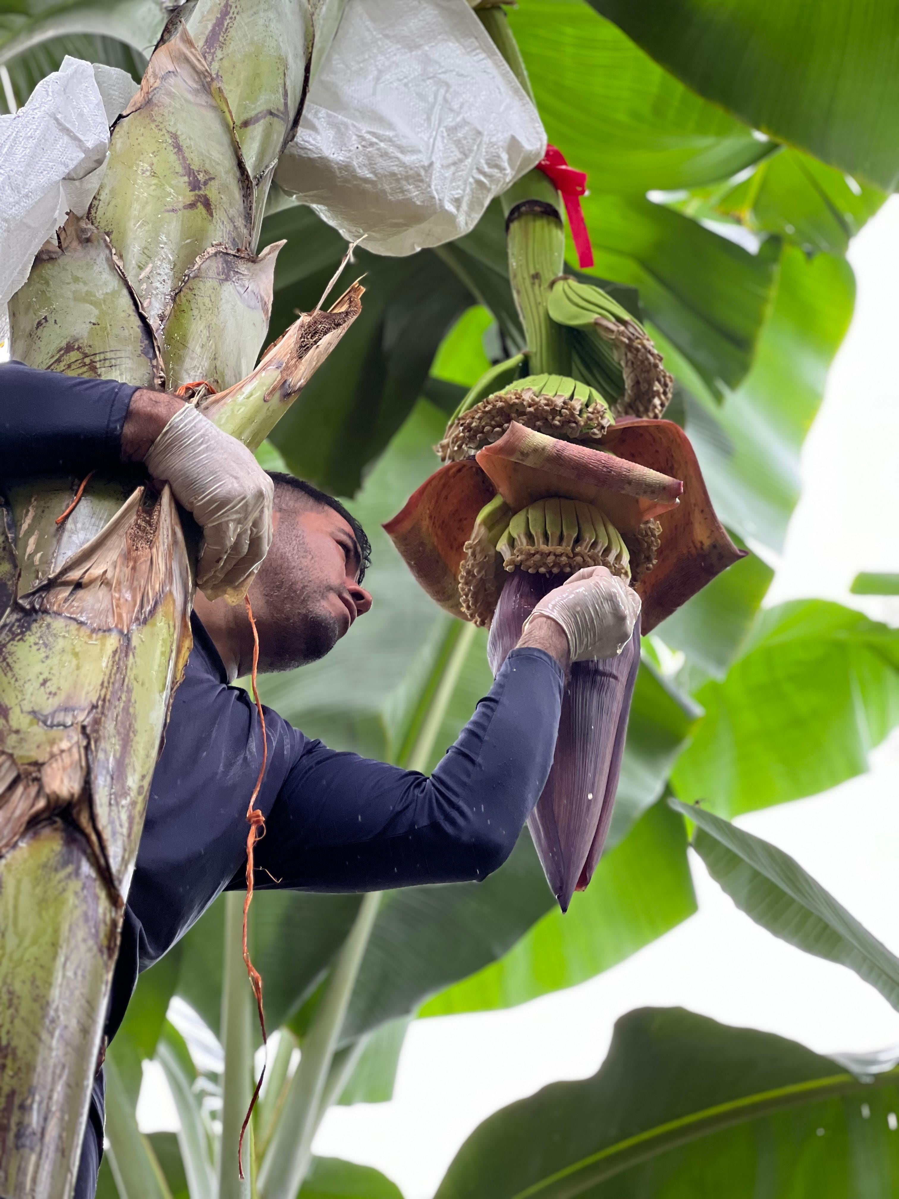 En Corbana muchos trabajadores madrugan para buscar una semilla en los bananos que cosechan. Foto: Cortesía Corbana