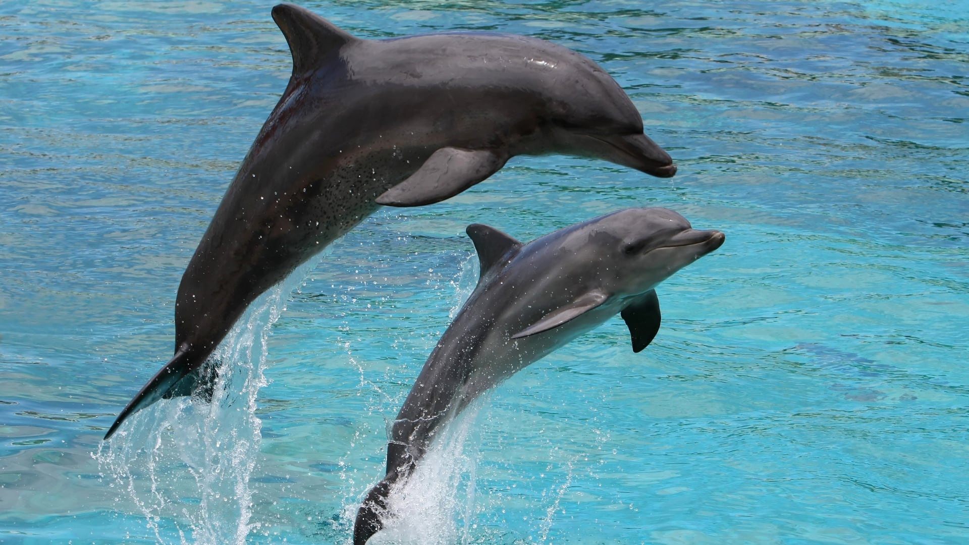 Científicos identificaron químicos de pantallas en grasa y cerebro de delfines en peligro, con posibles efectos neurotóxicos.