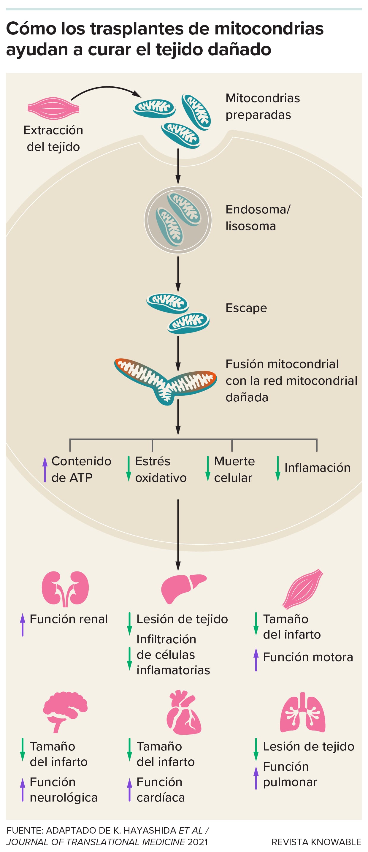 Un gráfico que ejemplifica los trasplantes de mitocondrias.