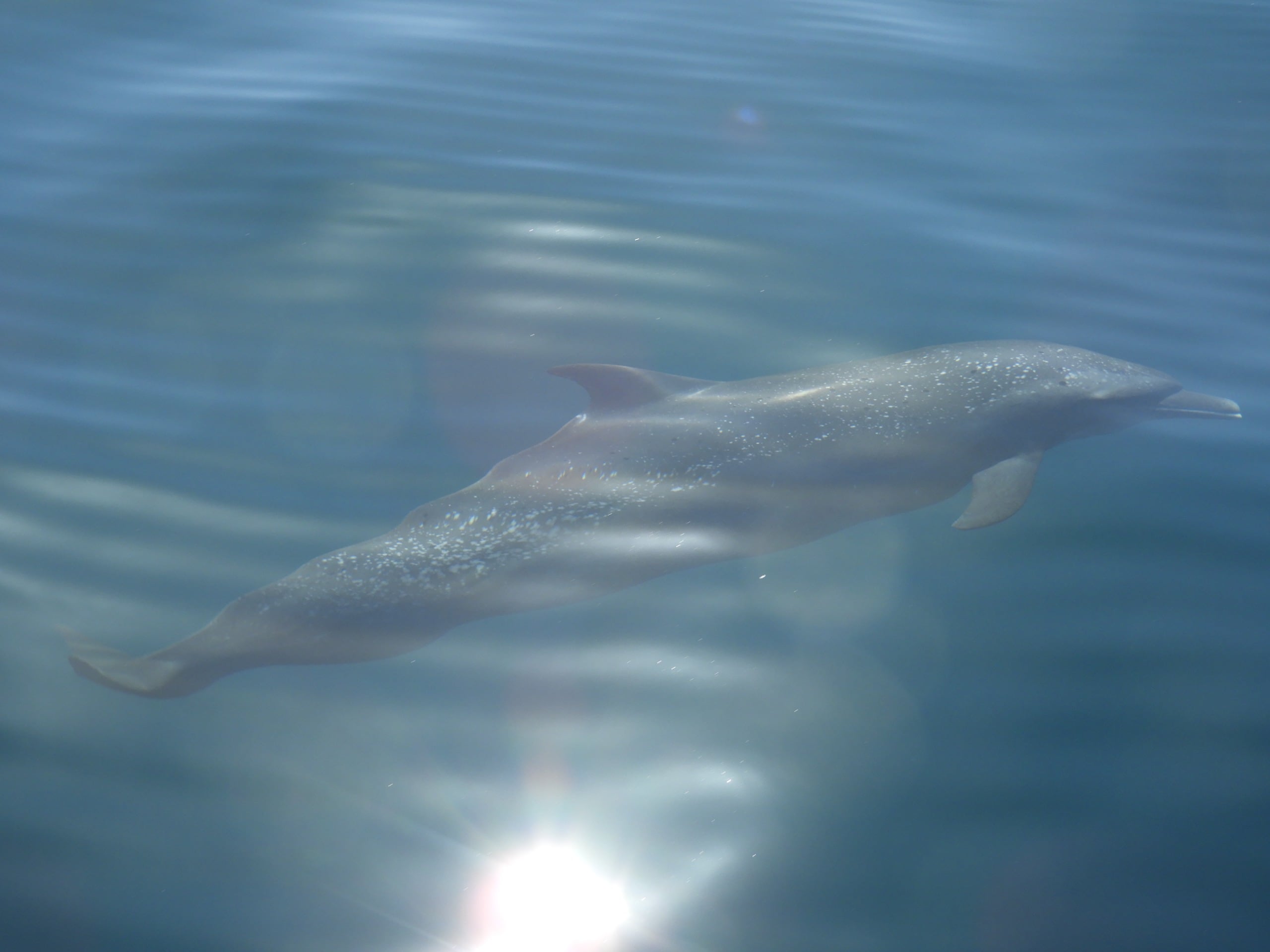 El primer Festival de Ballenas y Delfines de Guanacaste se celebrará del 28 al 30 de agosto.