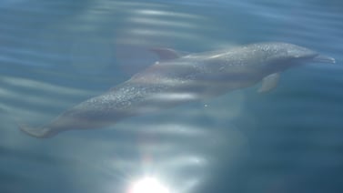 Guanacaste tendrá su primer Festival de Ballenas y Delfines