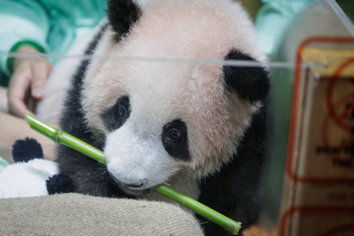 El pequeño ‘guerrero’ que conquista Indonesia: primer panda nacido en el archipiélago prepara su debut