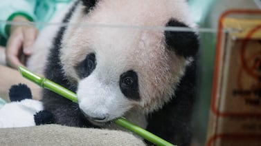 El pequeño ‘guerrero’ que conquista Indonesia: primer panda nacido en el archipiélago prepara su debut