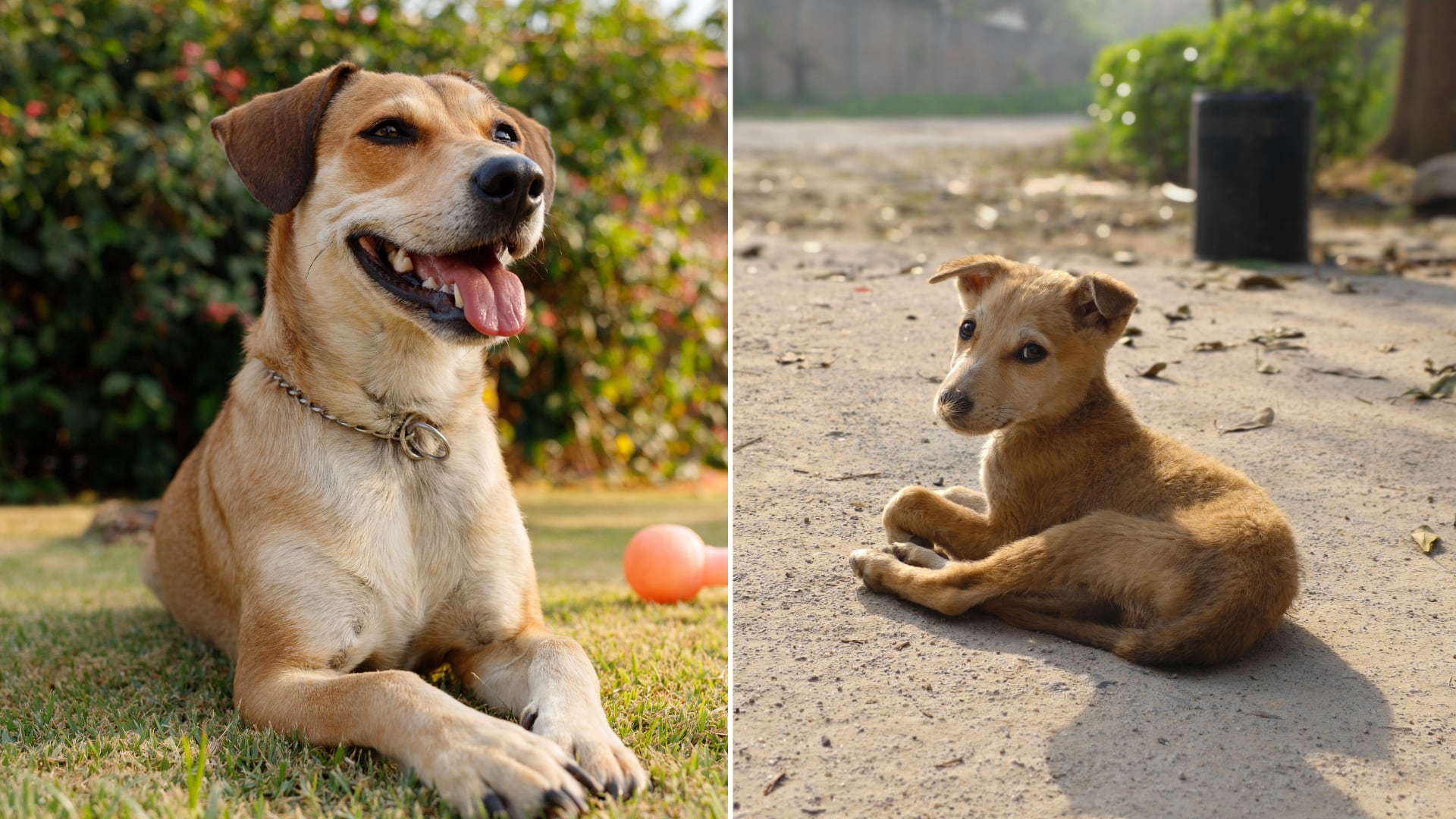 El perro caramelo fue incorporado por la PROPAEM como símbolo de bienestar animal y adopción de perros mestizos en México.