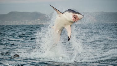 Ataques de tiburones encienden las alertas en Australia: cierran playas tras nuevo incidente
