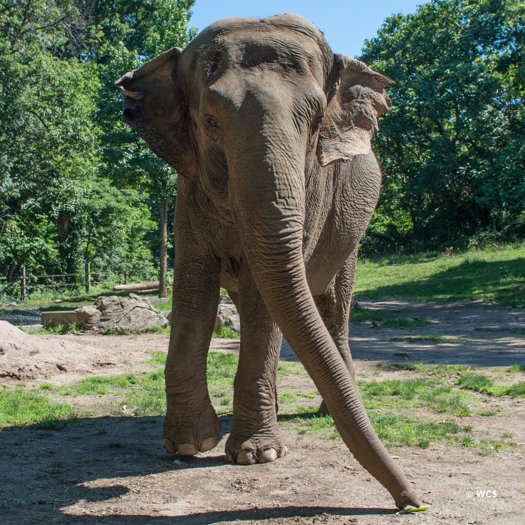 La elefanta Happy alcanzó fama mundial por una prueba de autoconciencia y protagonizó años de debate sobre el bienestar animal en zoológicos.