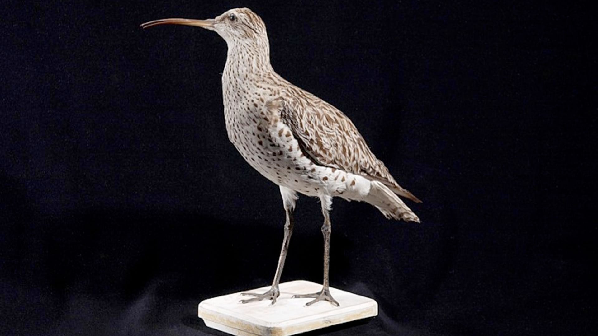 El zarapito fino ya está oficialmente extinto. También se perdieron tres marsupiales y varias plantas, según la UICN.