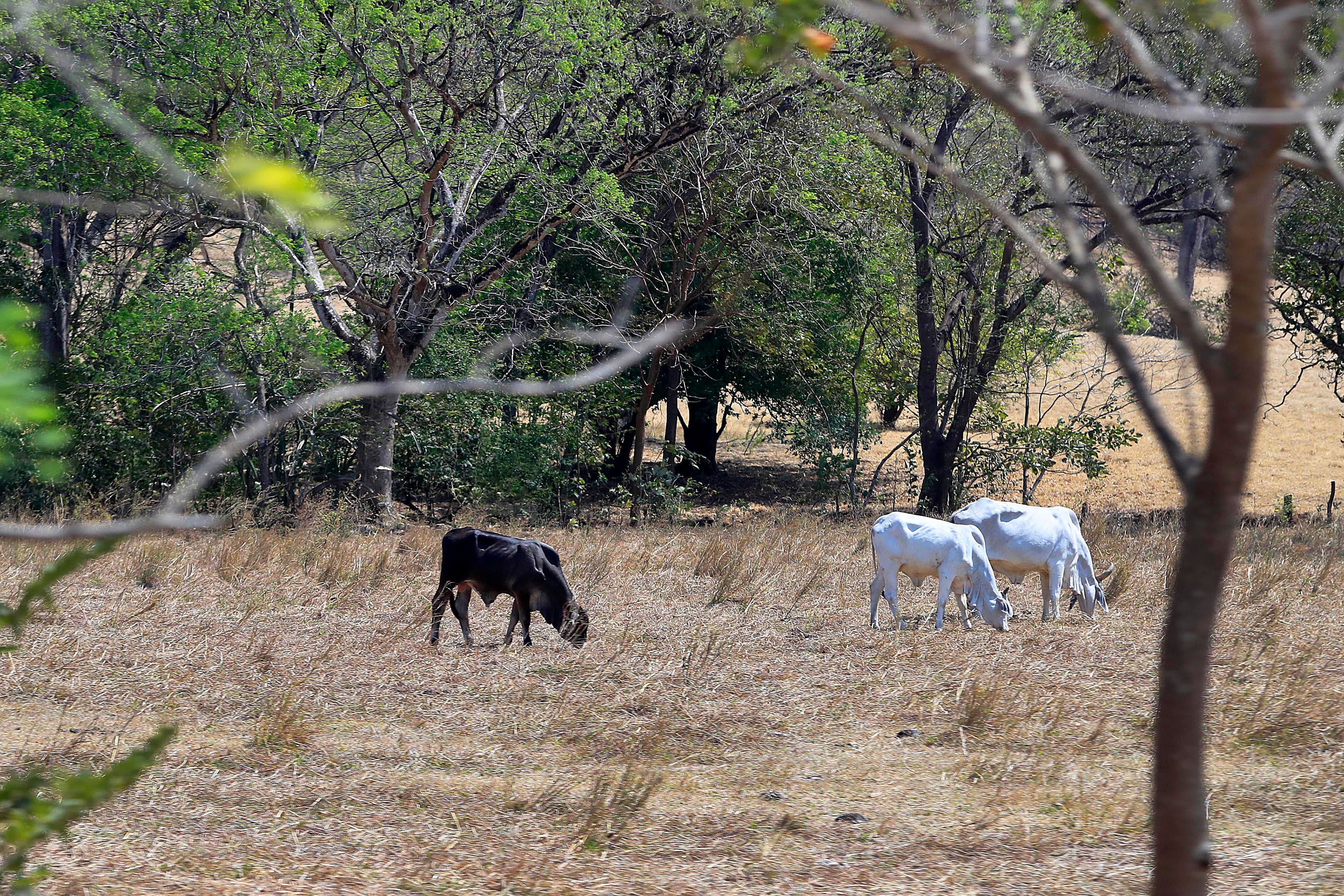 10/03/2024 Guanacaste. El sol incesante y el fuerte calor de la estación seca en estos primeros meses del año se sienten con más intensidad en el Pacífico Norte donde, especialemente el ganado vacuno y los caballos la pasan muy mal pues los pastos de los potreros lejos de mostrarse frescos y verdes aparecen amarillos, quemados por las fuertes temperaturas. Cerca del mediodía los animales buscan la sombra de algún árbol, cuando la encuentran. Foto: Rafael Pacheco Granados
