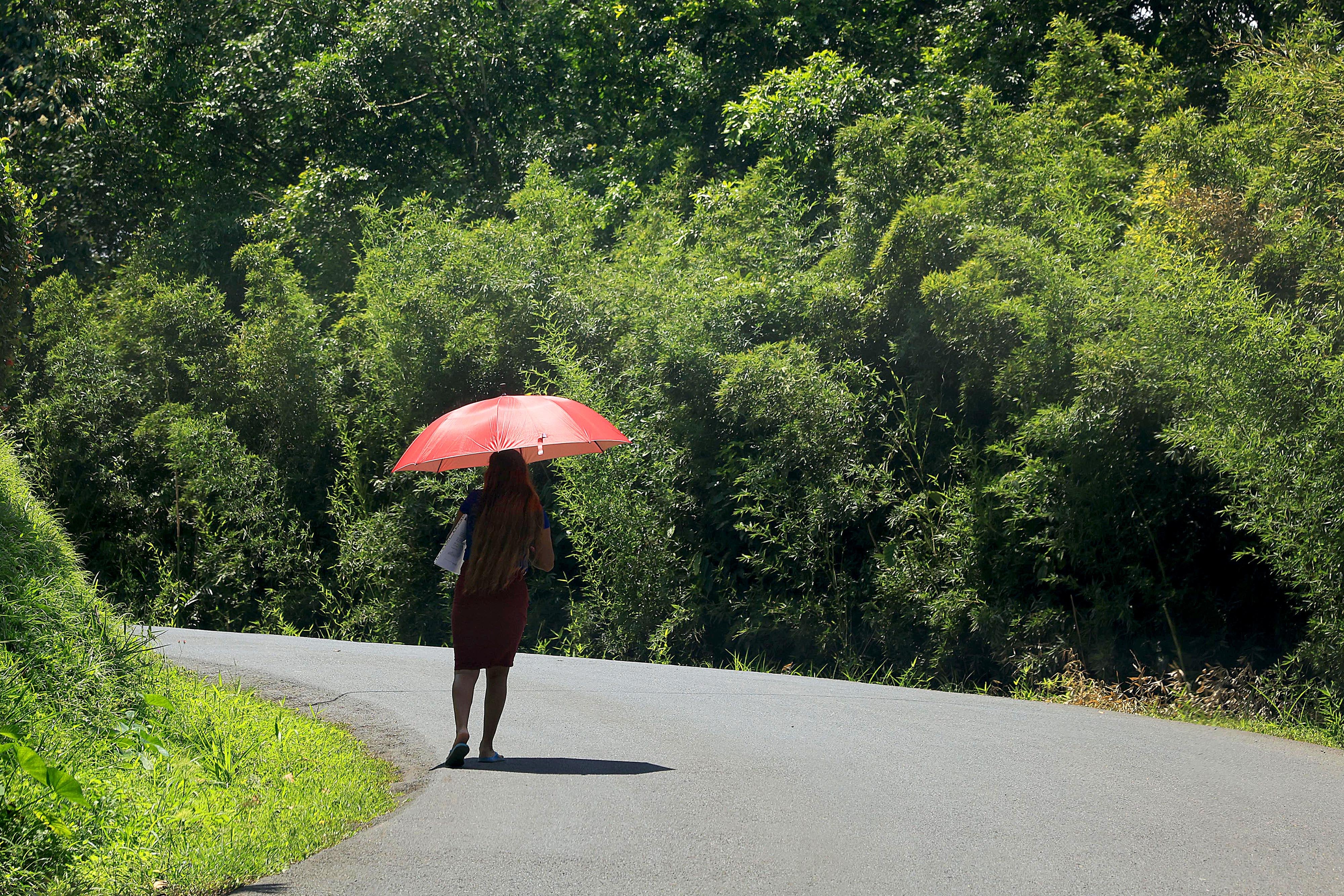 06/03/2024 San Miguel de Sarapiquí. Esta mujer decidió cubrirse con la sombrilla para burlar los rayos cenitales rayos solares, muy cerca del medidía. El cielo despejado y el sol intenso hacen que por estos días se sienta mucho calor, con temperaturas más altas que de costumbre. Foto: Rafael Pacheco Granados