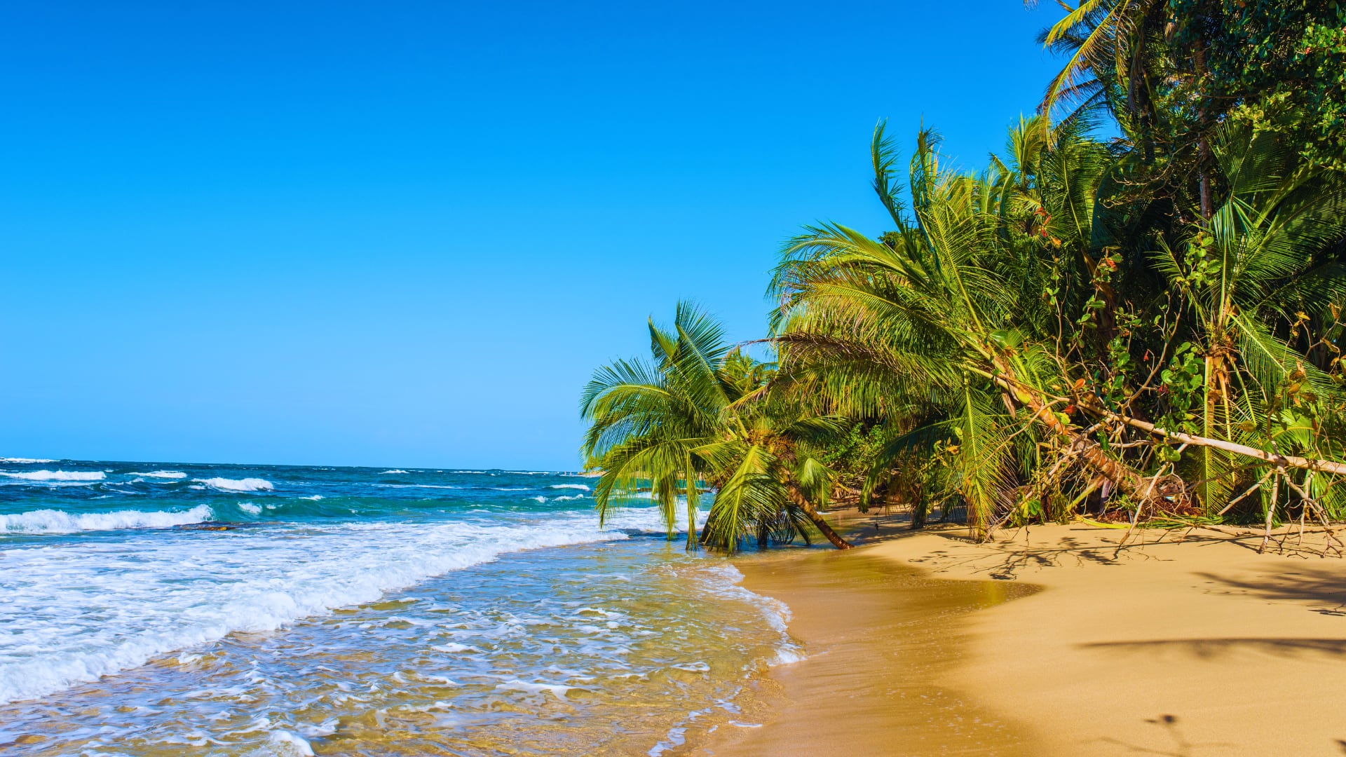 Vista panorámica de la playa Punta Uva en el Caribe sur de Costa Rica, con arena dorada, aguas cristalinas y palmeras inclinadas que reflejan la exuberancia natural de esta zona reconocida entre las 50 mejores playas del mundo.