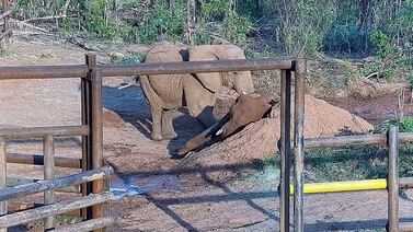 Murió elefanta 176 días después de ser liberada, tras pasar décadas en cautiverio
